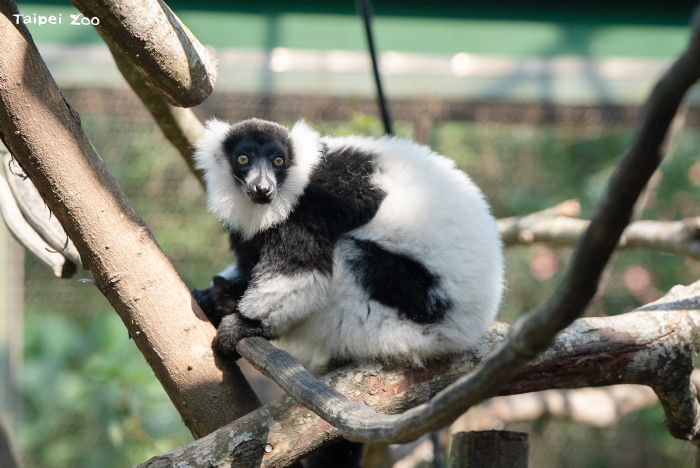 陽光下的跳躍課程——臺北市立動物園狐猴新家正式啟用，孩子與狐猴一起學習探索